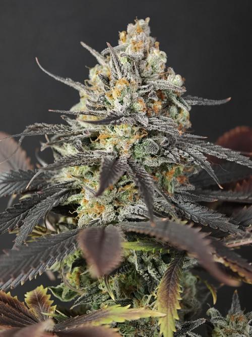 Banana Fumes OSS. Week 13