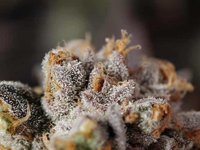 Banana Fumes OSS. Week 13