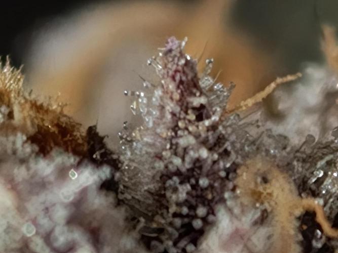 Banana Fumes OSS. Week 13