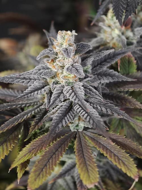 Banana Fumes OSS. Week 13