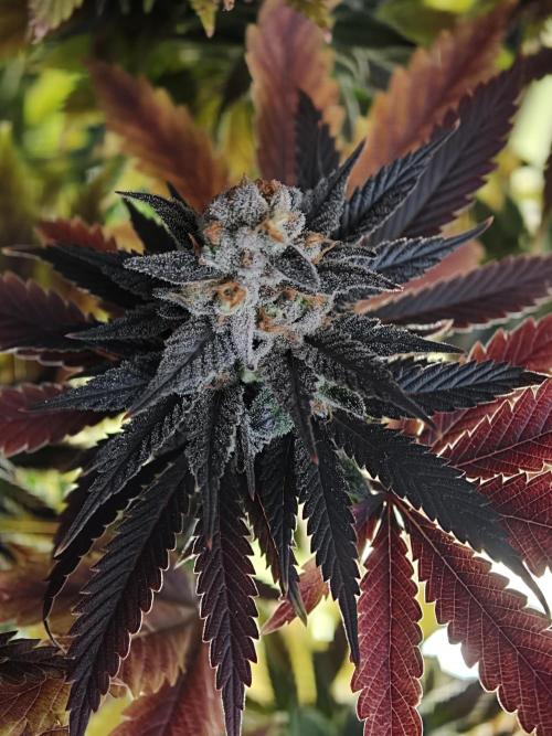 Banana Fumes OSS. Week 13