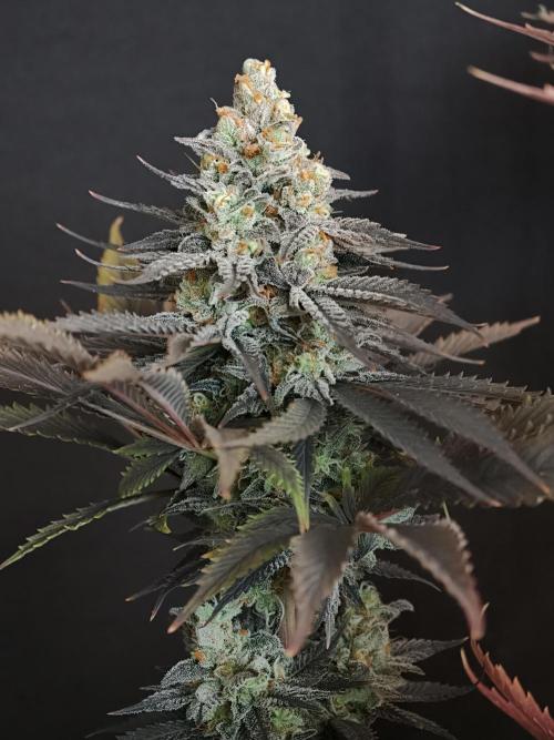 Banana Fumes OSS. Week 13