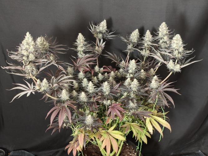 Purple Overload OSS. Week 15