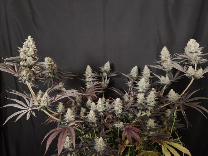 Purple Overload OSS. Week 15