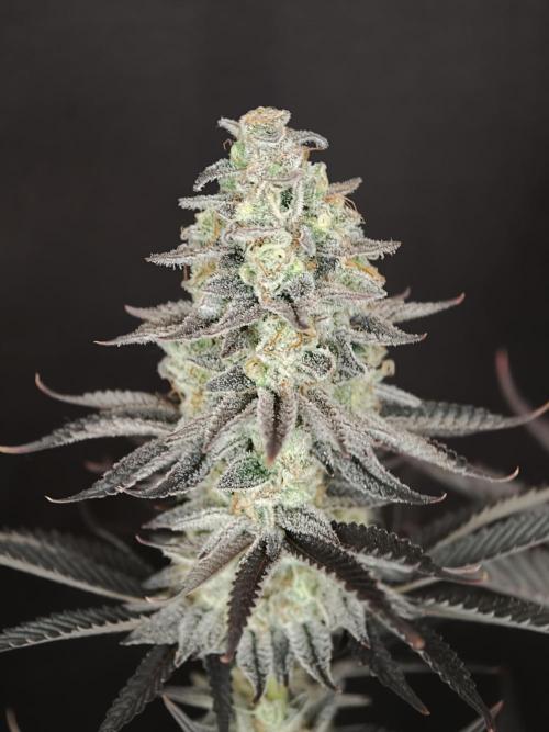 Purple Overload OSS. Week 15