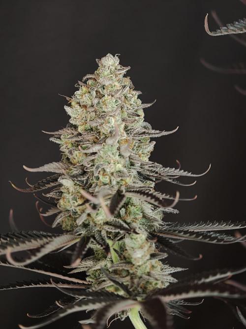 Purple Overload OSS. Week 15