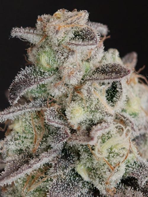 Purple Overload OSS. Week 15