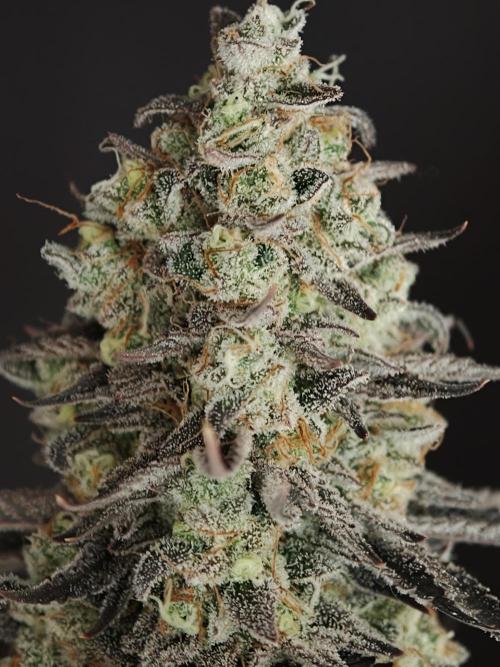 Purple Overload OSS. Week 15