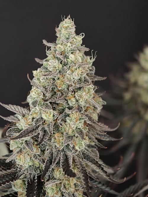 Purple Overload OSS. Week 15