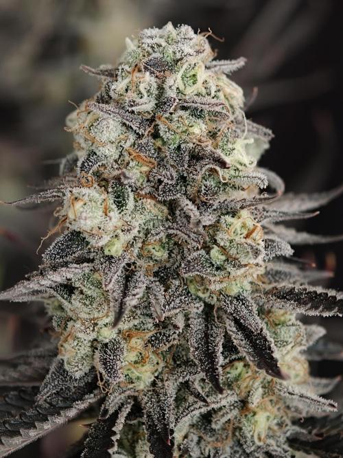 Purple Overload OSS. Week 15