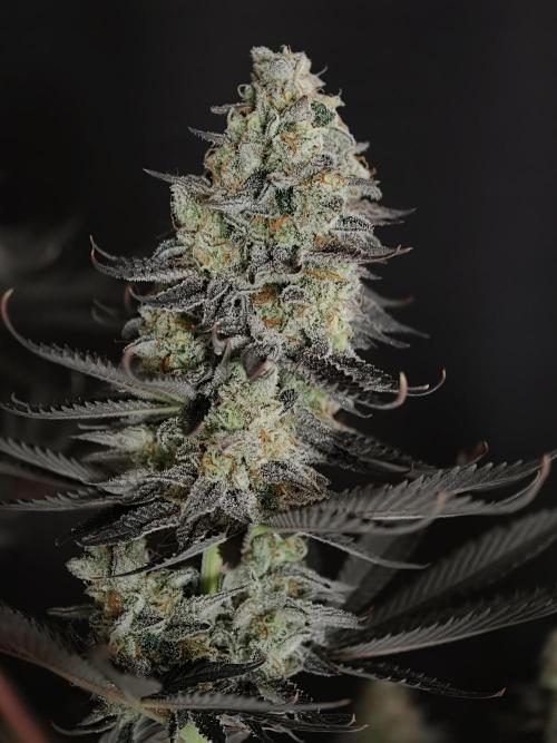 Purple Overload OSS. Week 15