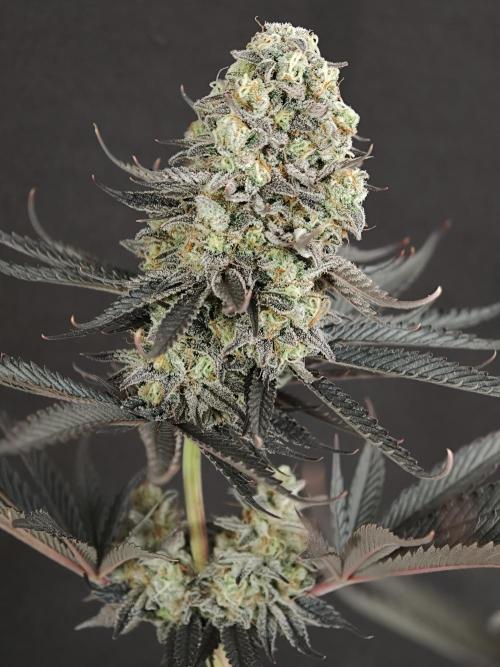 Purple Overload OSS. Week 15