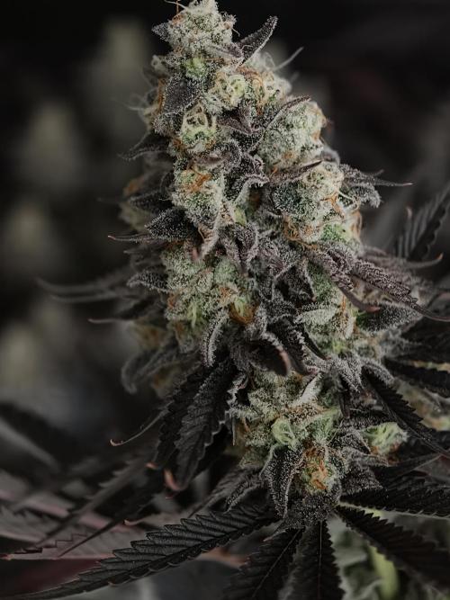 Purple Overload OSS. Week 15