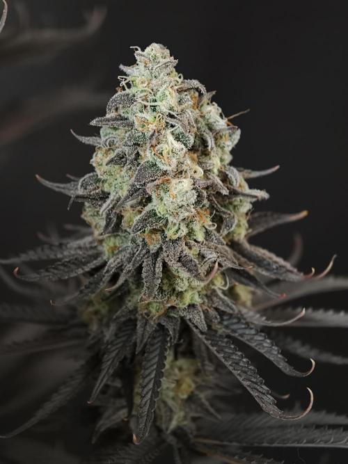 Purple Overload OSS. Week 15