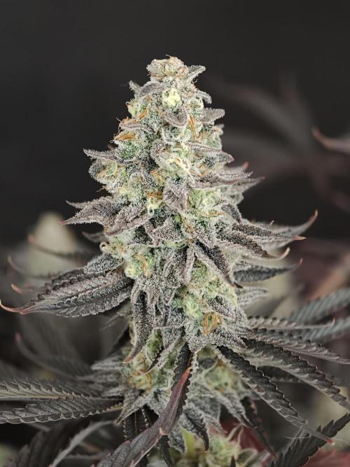 Purple Overload OSS. Week 15