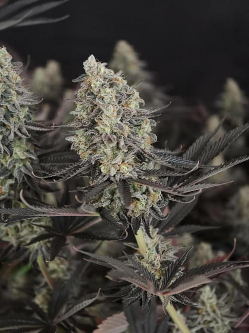 Purple Overload OSS. Week 15