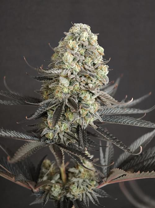 Purple Overload OSS. Week 15