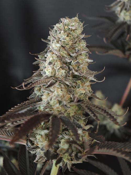 Purple Overload OSS. Week 15