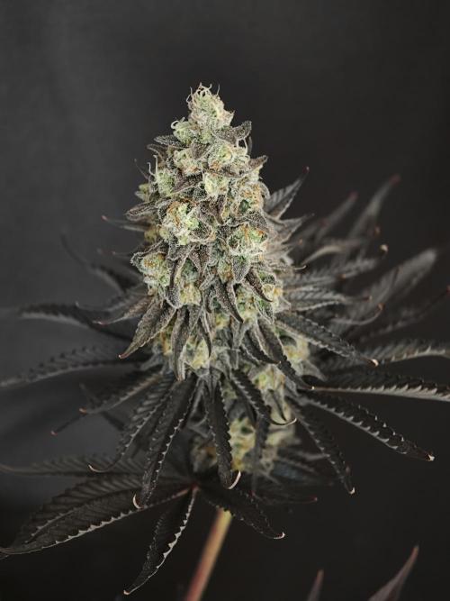 Purple Overload OSS. Week 15