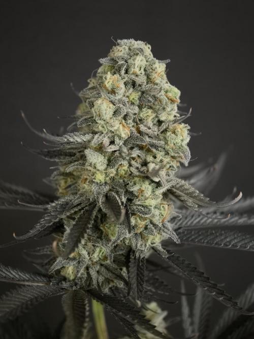 Purple Overload OSS. Week 15