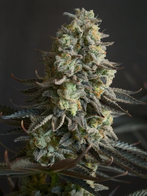 Purple Overload OSS. Week 15