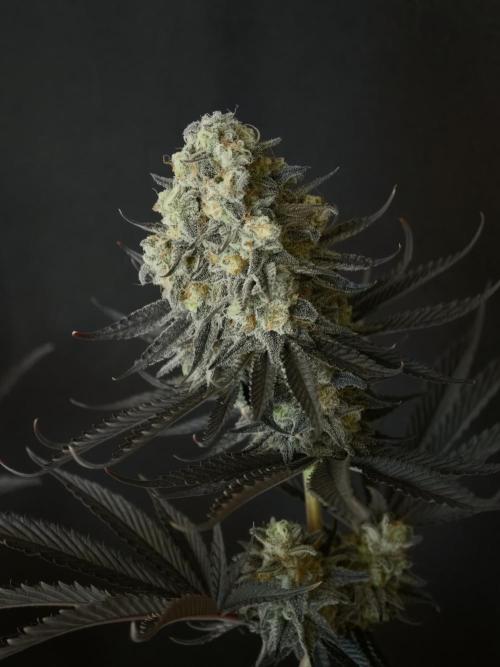 Purple Overload OSS. Week 15