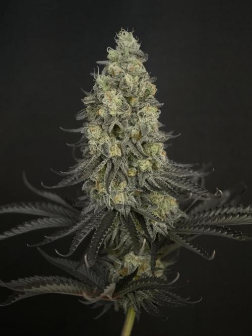 Purple Overload OSS. Week 15