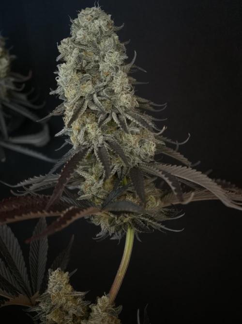 Purple Overload OSS. Week 15