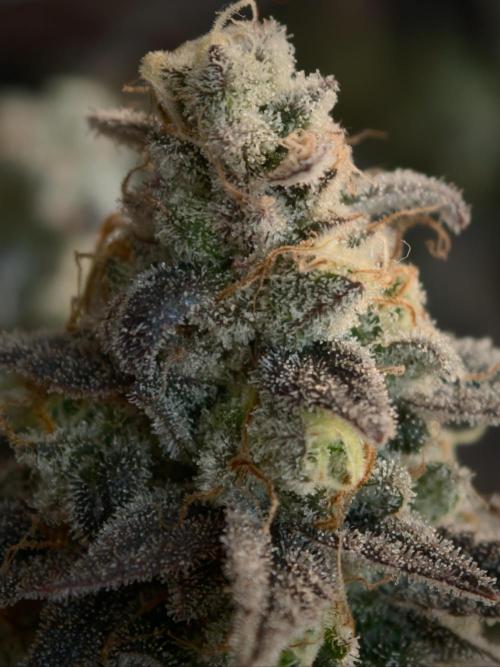 Purple Overload OSS. Week 15