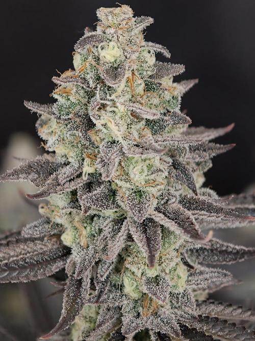 Purple Overload OSS. Week 15