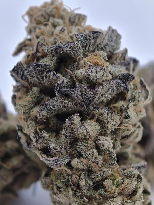 Cherry Breath FMG. Week 6