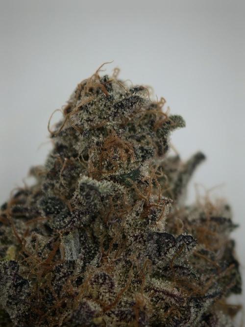 Pucker Puffs FMG. Week 6