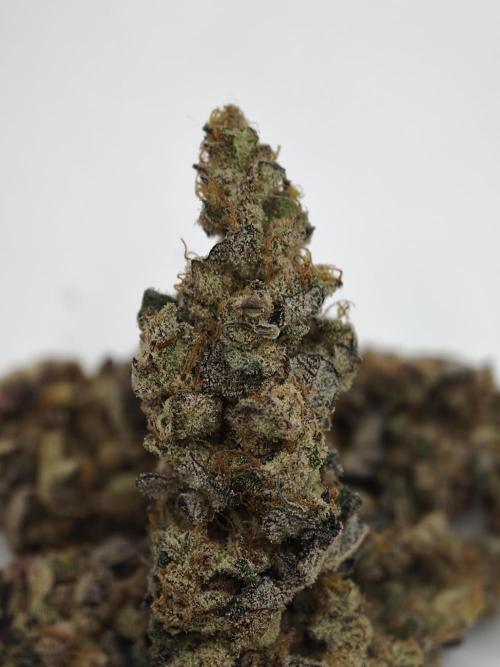 Scoop n' Loops FMG. Week 6