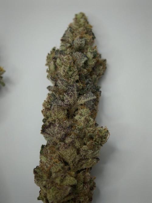 Scoop n' Loops FMG. Week 6