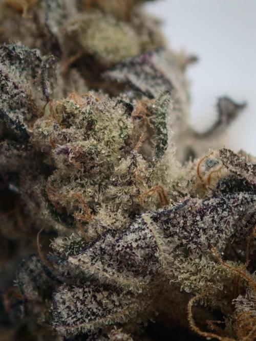 Scoop n' Loops FMG. Week 6