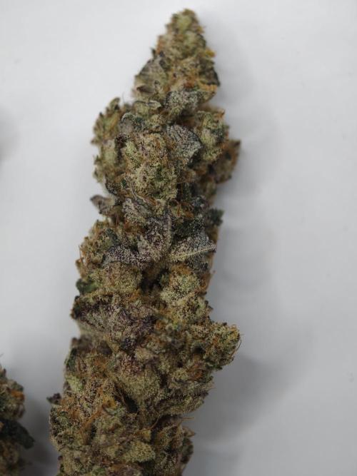 Scoop n' Loops FMG. Week 6