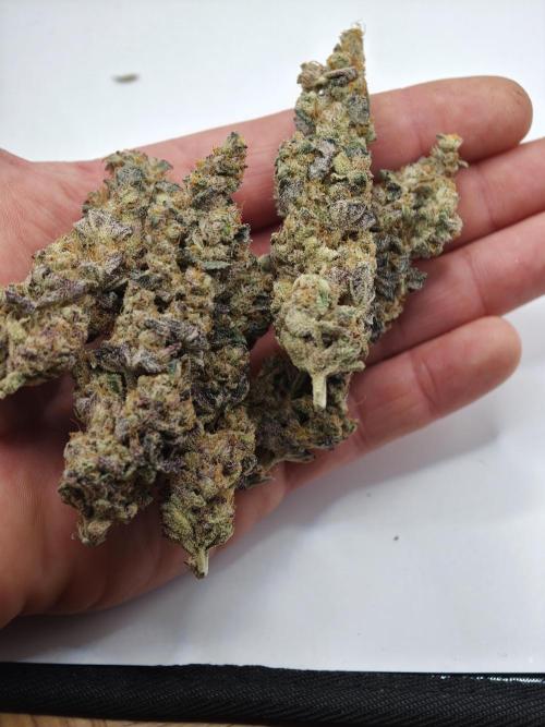Scoop n' Loops FMG. Week 6