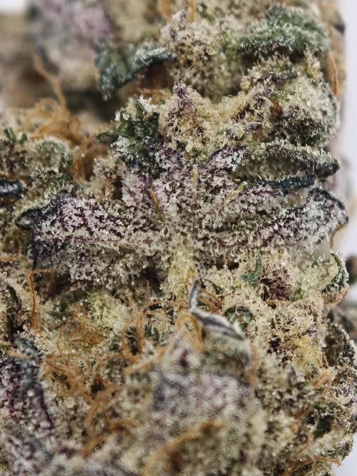 Scoop n' Loops FMG. Week 6