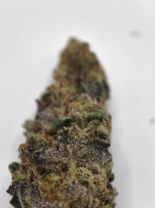 Scoop n' Loops FMG. Week 6