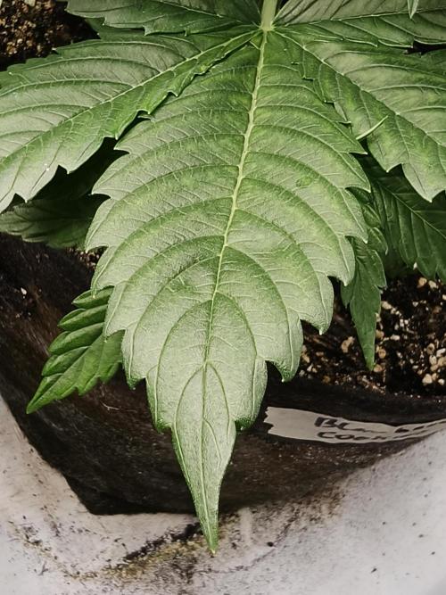 Blueberry Cookies. Week 4