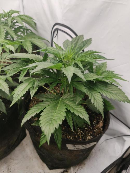 Blueberry Cookies. Week 4