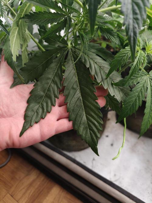Creamzilla OSS. Week 4