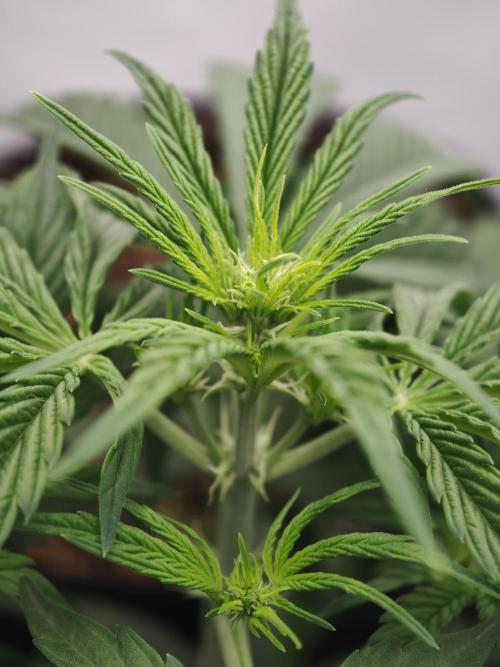 Pink Rozay x Strawberry Banana auto OSS. Week 4