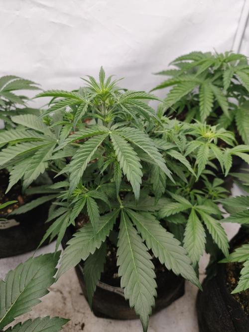 Pink Rozay x Strawberry Banana auto OSS. Week 4
