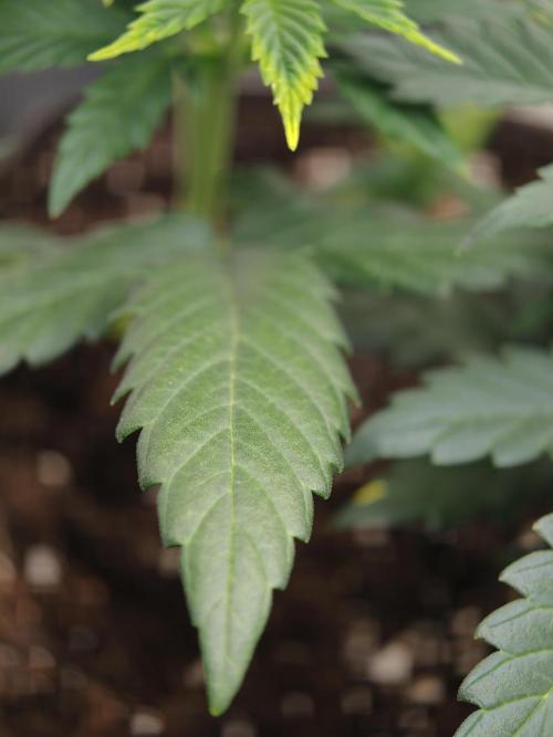 Velvet Drip OSS. Week 4