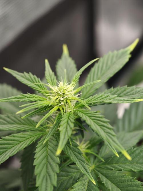 Velvet Drip OSS. Week 4