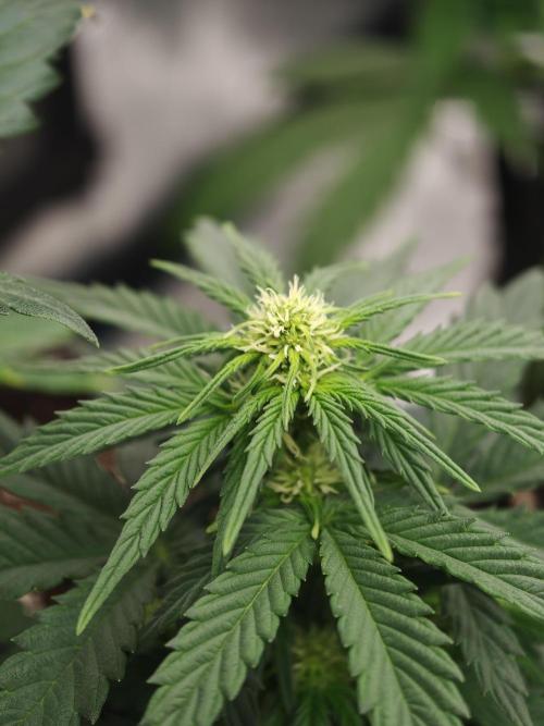 Velvet Drip OSS. Week 4