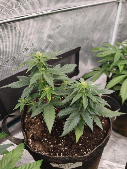 Velvet Drip OSS. Week 4