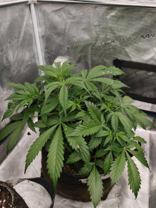 Pineapple Pulse auto OSS. Week 4