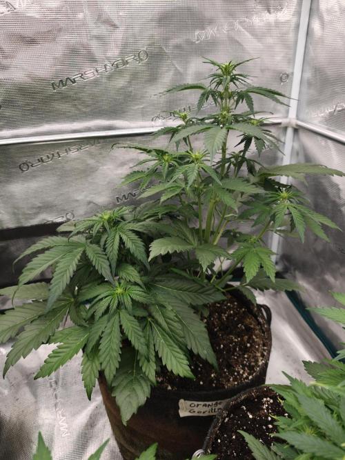 Orange Gorilla auto OSS. Week 4